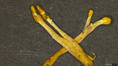 Polycephalomyces formosus