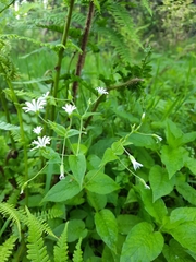 Stellaria nemorum