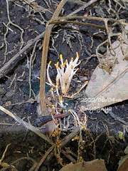 Polycephalomyces formosus