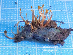 Polycephalomyces formosus