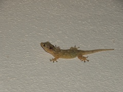 Tarentola mauritanica