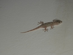 Tarentola mauritanica