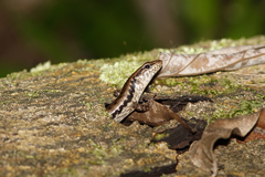 Concinnia tenuis