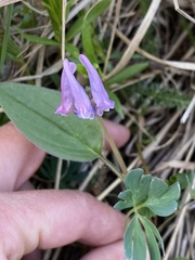 Corydalis pauciflora