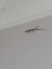 Hemidactylus platyurus