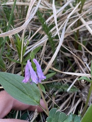 Corydalis pauciflora