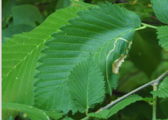 Agromyza aristata