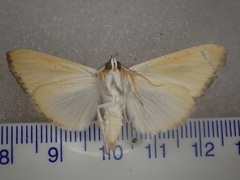 Xanthodes congenita