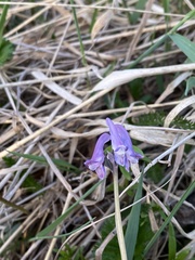 Corydalis pauciflora
