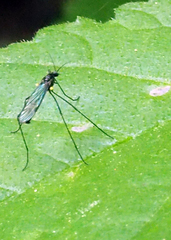 Gnophomyia