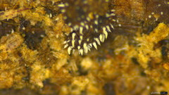 Mucronella calva