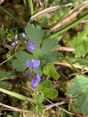 Polygala alpestris