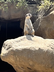 Suricata