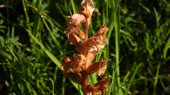 Orobanche lutea