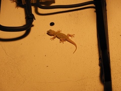 Tarentola mauritanica