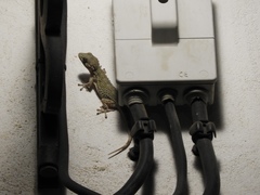 Tarentola mauritanica