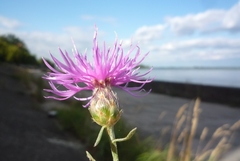 Centaurea borysthenica
