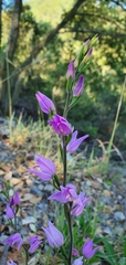 Cephalanthera rubra