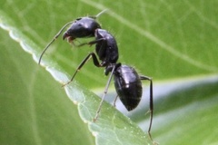 Camponotus aethiops