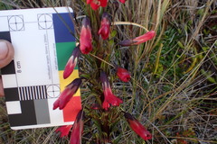 Gentianella weberbaueri