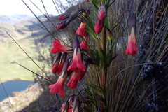 Gentianella weberbaueri