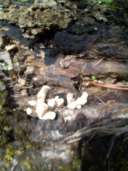 Fungi