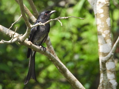 Dicrurus caerulescens