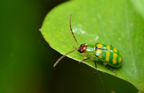 Banded Cucumber Beetle
