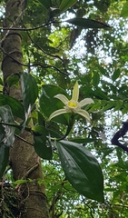 Sobralia macrophylla image