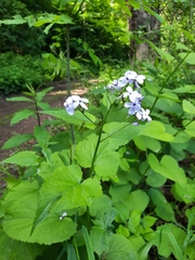 Lunaria rediviva