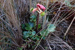 Krapfia weberbaueri