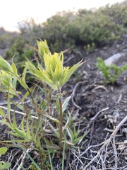 Castilleja unalaschcensis