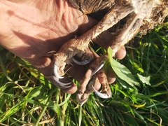 Tyto novaehollandiae