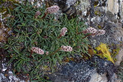 Valeriana condamoana