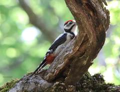 Dendrocopos major numidus