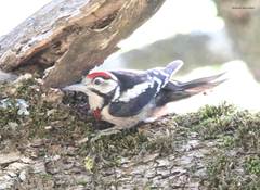 Dendrocopos major numidus