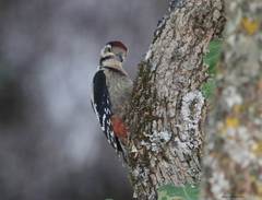 Dendrocopos major numidus