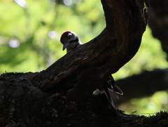 Dendrocopos major numidus