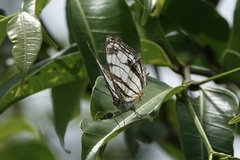 Cyrestis maenalis