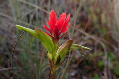 Castilleja virgata