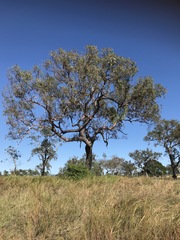 Corymbia erythrophloia