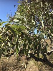 Corymbia erythrophloia