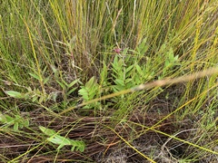 Epidendrum ibaguense