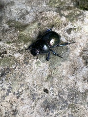 Trypocopris pyrenaeus