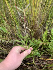 Epidendrum ibaguense