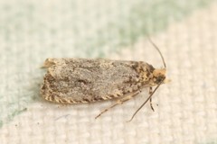 Celypha flavipalpana