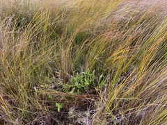 Epidendrum ibaguense