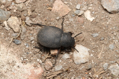 Phymatiotris quadricollis