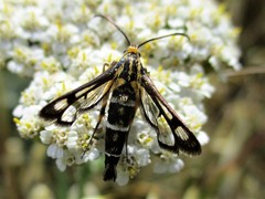 Chamaesphecia bibioniformis