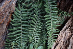 Amauropelta rudis